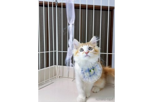 成約済の京都府のマンチカン-96094の3枚目